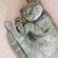 Scottish Fold, Kedi  Duman fotoğrafı