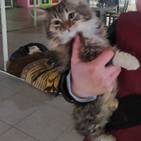 Tekir Kedi, Kedi  Karamel fotoğrafı
