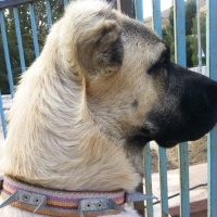 Kangal, Köpek  DUMAN fotoğrafı