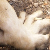 Kangal, Köpek  DUMAN fotoğrafı