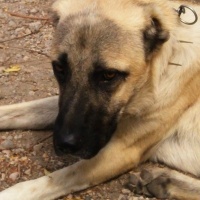 Kangal, Köpek  DUMAN fotoğrafı