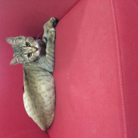 Tekir Kedi, Kedi  İrmik fotoğrafı