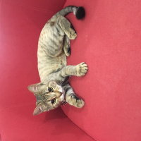 Tekir Kedi, Kedi  İrmik fotoğrafı