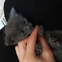 Ragamuffin, Kedi  Mars ve venus fotoğrafı