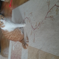 Tekir Kedi, Kedi  Tarçın fotoğrafı