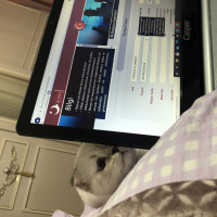 Scottish Fold, Kedi  Miyu fotoğrafı