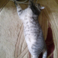 Tekir Kedi, Kedi  KÖPÜK fotoğrafı