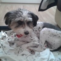 Wirehaired Pointing Griffon, Köpek  Papi fotoğrafı