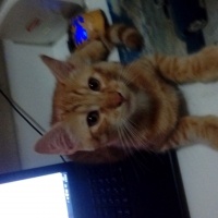 Soke, Kedi  Fındık fotoğrafı