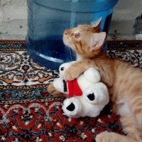 Soke, Kedi  Fındık fotoğrafı