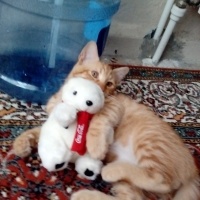 Soke, Kedi  Fındık fotoğrafı