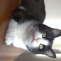 Tuxedo (Smokin) Kedi, Kedi  Pascal fotoğrafı