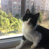 Tuxedo (Smokin) Kedi, Kedi  Pascal fotoğrafı