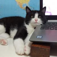 Tuxedo (Smokin) Kedi, Kedi  Pascal fotoğrafı
