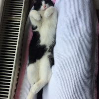 Tuxedo (Smokin) Kedi, Kedi  Pascal fotoğrafı