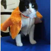 Tuxedo (Smokin) Kedi, Kedi  Pascal fotoğrafı