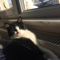 Tuxedo (Smokin) Kedi, Kedi  Pascal fotoğrafı