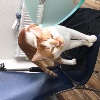 Tekir Kedi, Kedi  Albus fotoğrafı