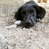 Golden Retriever, Köpek  Zeytin fotoğrafı