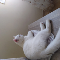 British Shorthair, Kedi  HAYDAR fotoğrafı