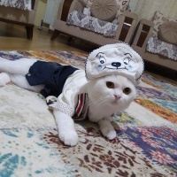 British Shorthair, Kedi  HAYDAR fotoğrafı