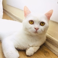 British Shorthair, Kedi  HAYDAR fotoğrafı