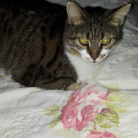 Tekir Kedi, Kedi  Jennis fotoğrafı