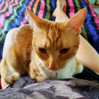 Sarman, Kedi  Nazlı fotoğrafı