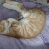 Tekir Kedi, Kedi  Venüs fotoğrafı