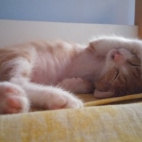 Tekir Kedi, Kedi  Venüs fotoğrafı