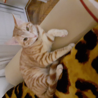 Sarman, Kedi  Yamac fotoğrafı