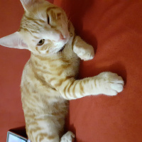 Sarman, Kedi  Yamac fotoğrafı