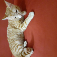 Sarman, Kedi  Yamac fotoğrafı