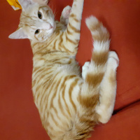 Sarman, Kedi  Yamac fotoğrafı