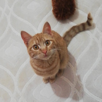 Sarman, Kedi  Bal fotoğrafı