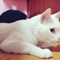 Van Kedisi, Kedi  Badem fotoğrafı