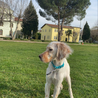 İngiliz Setter, Köpek  Şans fotoğrafı