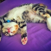 Tekir Kedi, Kedi  Zilli fotoğrafı
