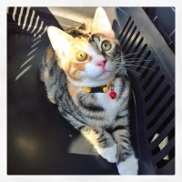 Tekir Kedi, Kedi  Zilli fotoğrafı
