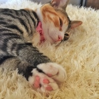 Tekir Kedi, Kedi  Zilli fotoğrafı