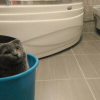 Scottish Fold, Kedi  Keşkül fotoğrafı