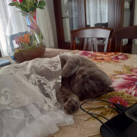 Scottish Fold, Kedi  Keşkül fotoğrafı