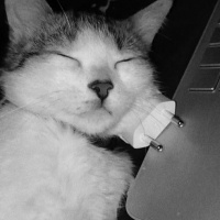 Tekir Kedi, Kedi  Ares fotoğrafı