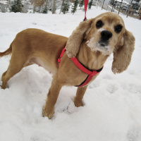 Amerikan Cocker Spaniel, Köpek  Fıstık fotoğrafı
