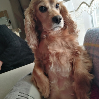 Amerikan Cocker Spaniel, Köpek  Fıstık fotoğrafı