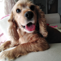 Amerikan Cocker Spaniel, Köpek  Fıstık fotoğrafı
