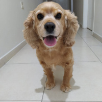 Amerikan Cocker Spaniel, Köpek  Fıstık fotoğrafı