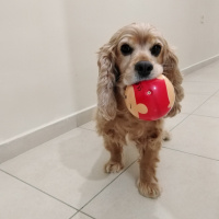 Amerikan Cocker Spaniel, Köpek  Fıstık fotoğrafı