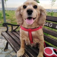 Amerikan Cocker Spaniel, Köpek  Fıstık fotoğrafı