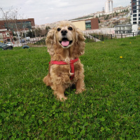 Amerikan Cocker Spaniel, Köpek  Fıstık fotoğrafı